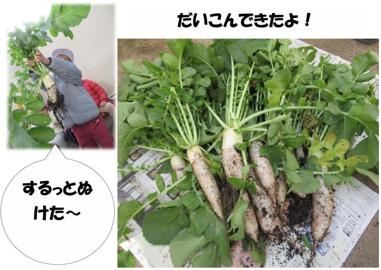 大根を収穫しました